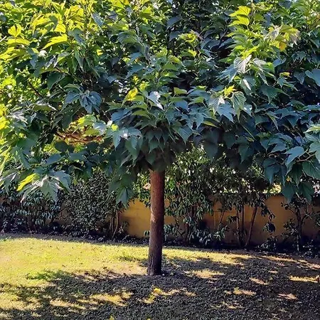 Cherry House: Giardino Privato & Relax Vicino Pisa アパート ポンサッコ