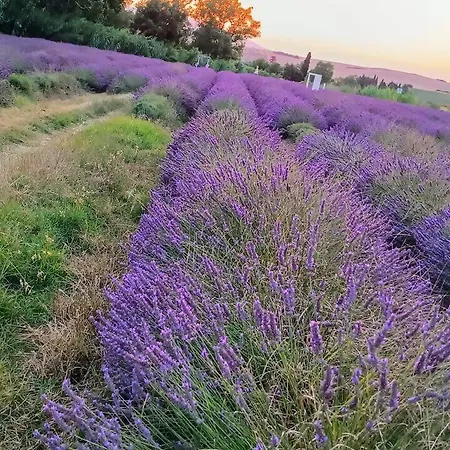 Cherry House: Giardino Privato & Relax Vicino Pisa
