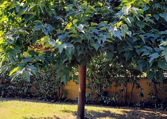 Cherry House: Giardino Privato & Relax Vicino Pisa * Ponsacco